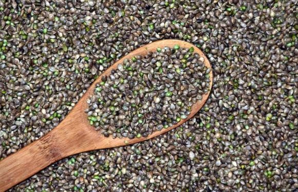 Captivating Reasons To Buy Weed Seeds