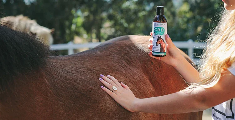 Why Buy Quality CBD Oil for Horses Wellness