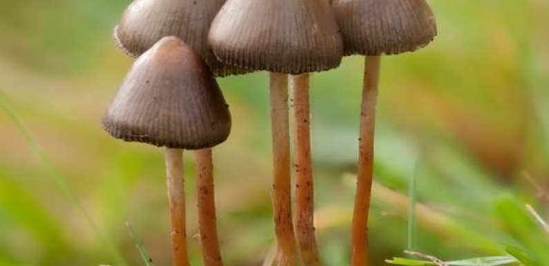 The Science Behind Psilocybe Semilanceata and Its Psychedelic Properties